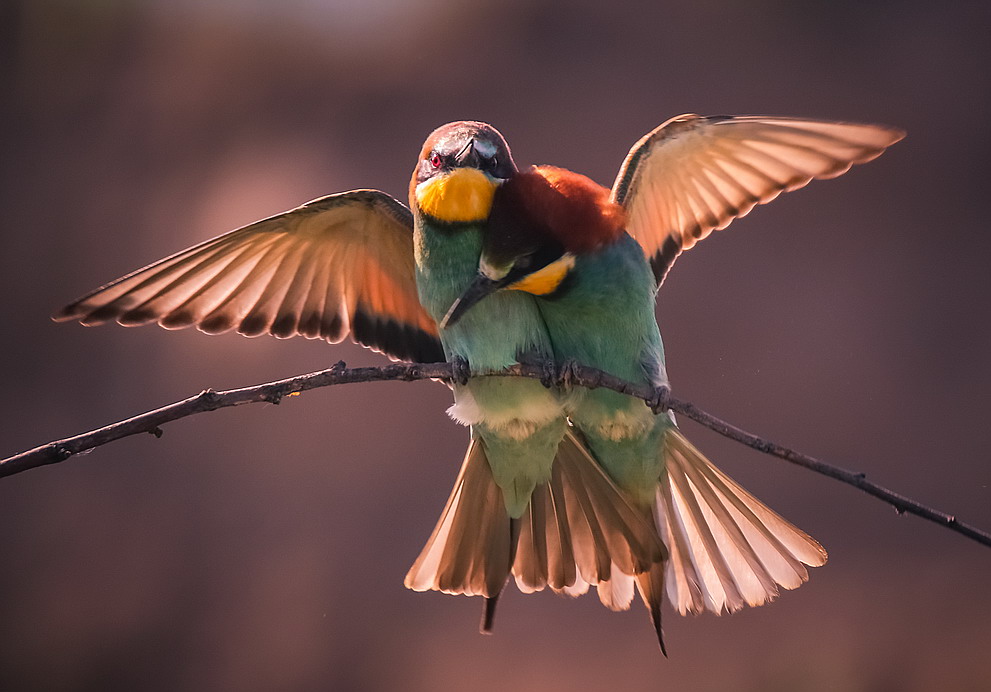 «Я люблю тебе до сліз!» із серії «Птахи». 2000. Фото